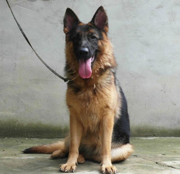 麻城市德国牧羊犬繁殖犬舍