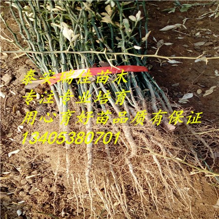 江西大叶枳壳苗种植批发基地