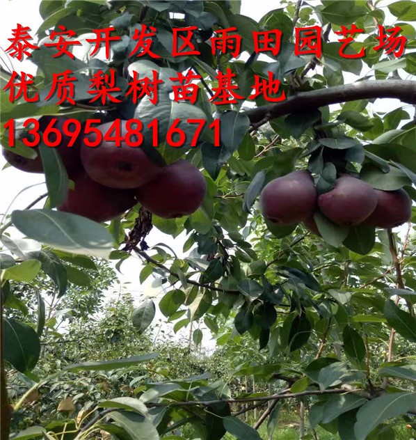 红香酥梨树苗亩产量是多少