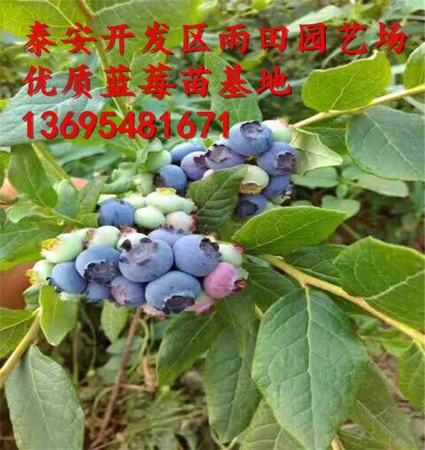鲁贝尔蓝莓苗亩产量多少斤雨田苗木